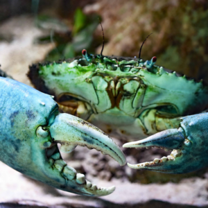 Chesapeake blue crab